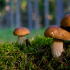 Сезон грибов открылся в лесах Петербурга и Ленобласти